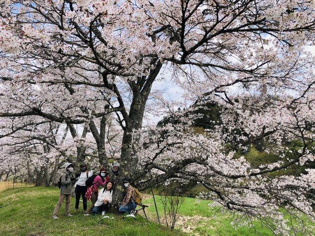 春は桜が綺麗な場所がたくさんあるので、サイクリングしながらのお花見は最高です!_OASA MOBiLITY STATION ≪O.M.S