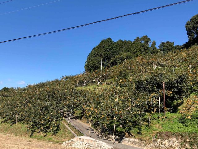 太陽の日差しをたっぷり受けた柿は格別です。_アダチ果樹園