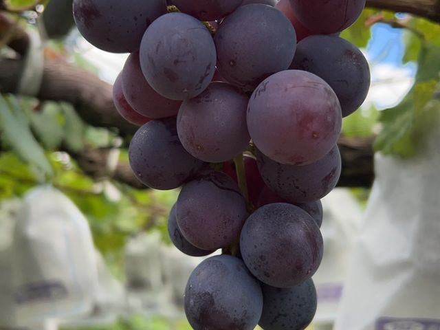 食べごろを迎えた巨峰_アダチ果樹園