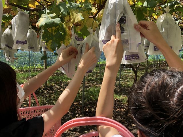 かごをもってお好きなぶどうを探します。_アダチ果樹園