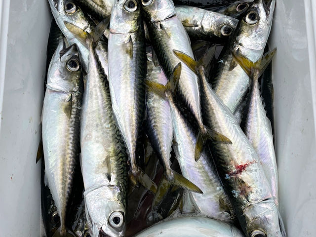 釣り教室 Fishing Treasure