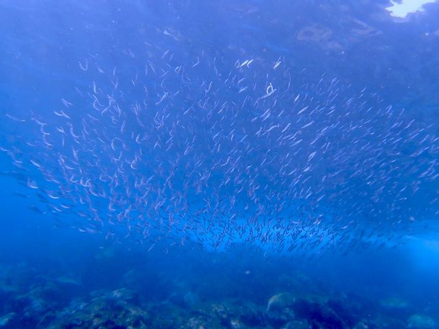 キビナゴの群れ_Dive-Yuzzu