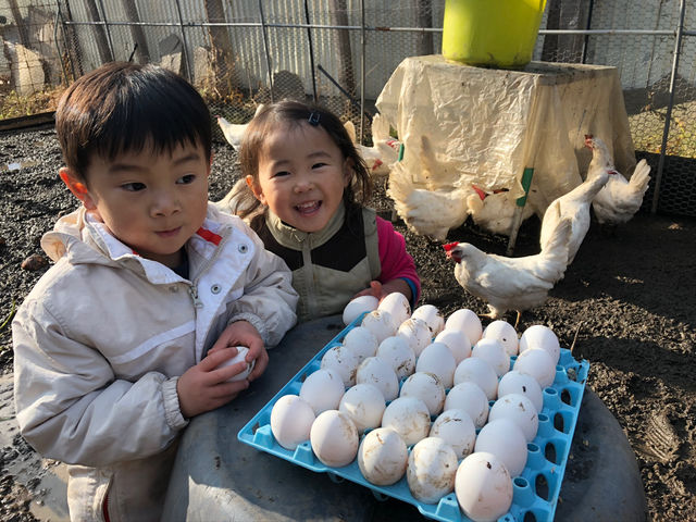 鶏の世話の体験ができます。_やよい農園
