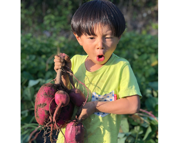 10月中旬はさつまいもの収穫があります_やよい農園