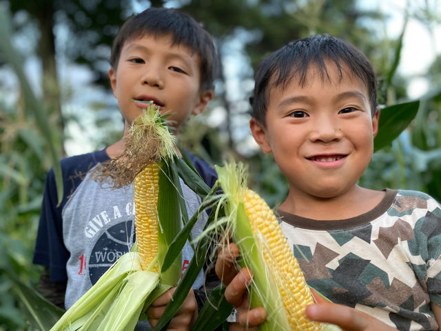 息子の畑で育てているとうもろこし。時期が合えば食べさせてくれるかも。_やよい農園