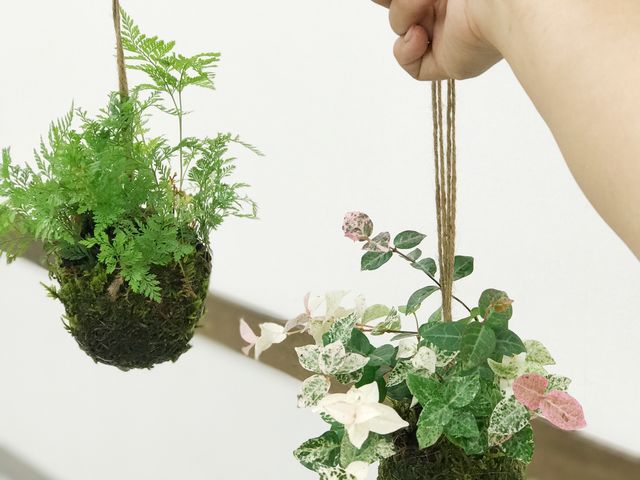 苔玉_みどり屋 和草