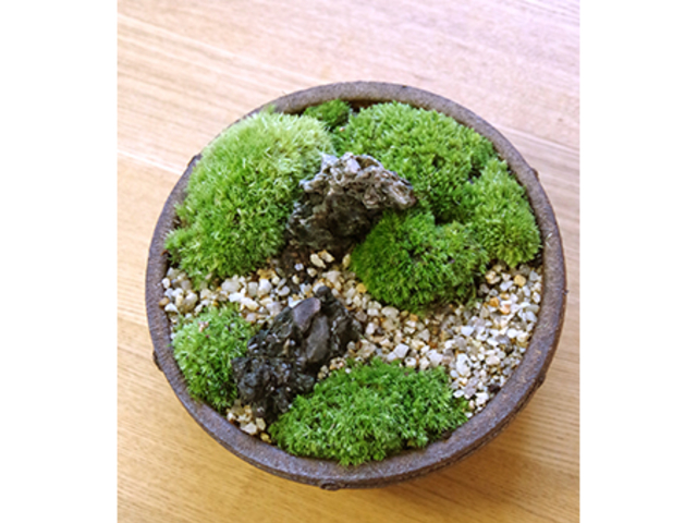 苔盆栽_みどり屋 和草