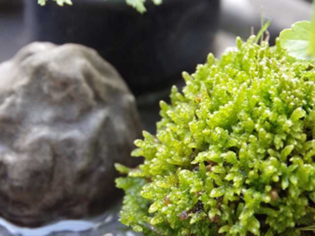 みどり屋 和草