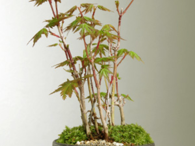 盆栽_みどり屋 和草