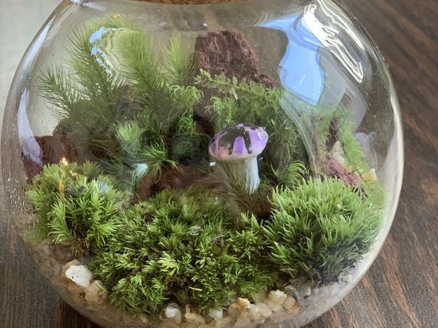 コケテラリウム_みどり屋 和草