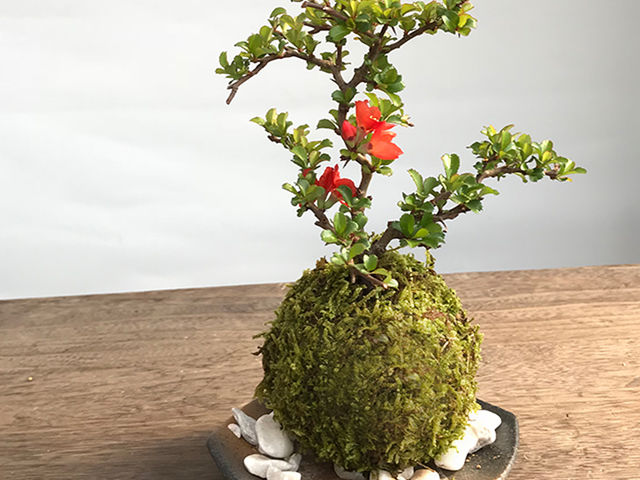 苔玉_みどり屋 和草