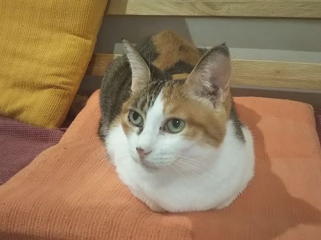 保護猫カフェ チャチャ
