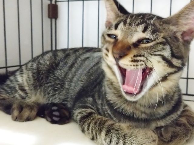 保護猫カフェ チャチャ