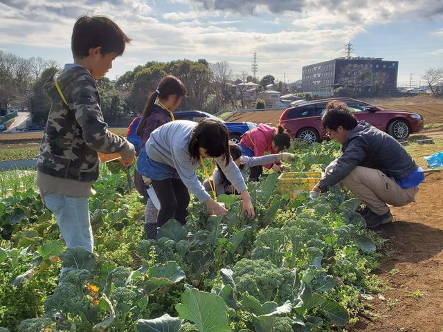 冬の野菜:ブロッコリーをみんなで収穫。危ないからと避けるのではなく、真剣に刃物の安全な使い方を教えることもあります。_自然菜園あかね空
