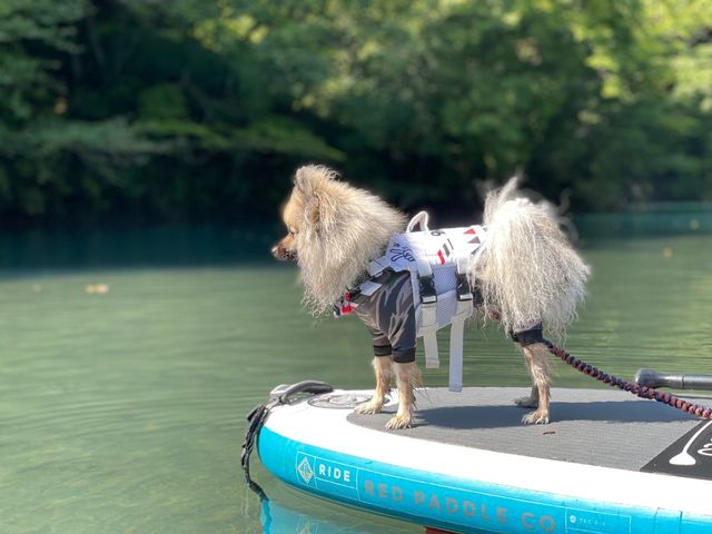 ドッグSUPで「水上散歩」が体験できます!_わんわんアクティビティ手賀沼