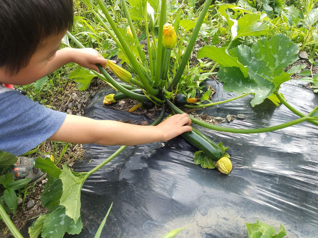 季節の野菜の収穫体験!_倉リ農園