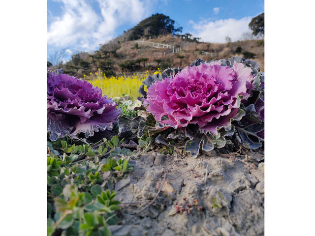 葉ボタン_観光農山 江見花笠山