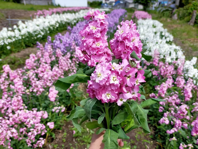 春の菜の花、夏のヒマワリ、秋のコスモス、冬のレモン・ミカン・・・四季折々の花を鑑賞できます。季節によっては花摘みも!_観光農山 江見花笠山