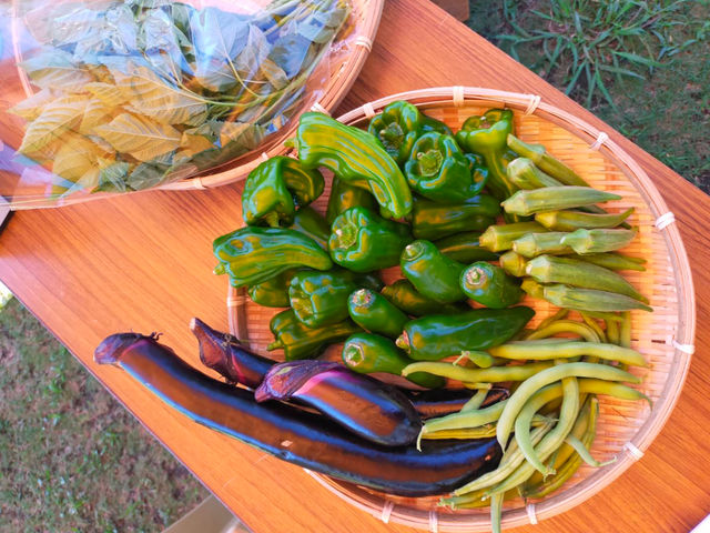 朝採れ野菜も販売しています!_観光農山 江見花笠山