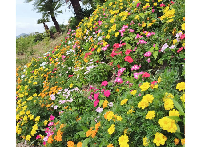 四季折々の花々_観光農山 江見花笠山