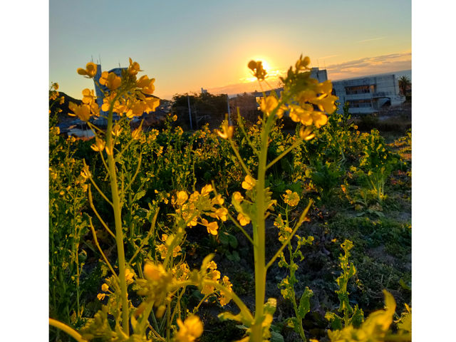 水平線からのぼる初日の出!_観光農山 江見花笠山
