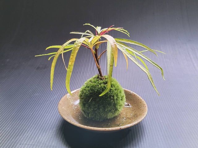 苔のさと