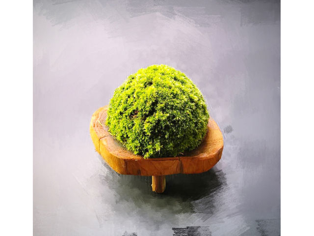 苔のさと
