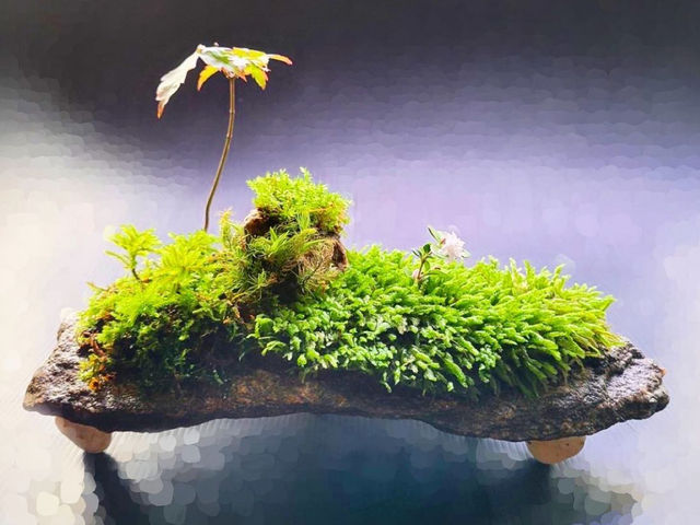 苔のさと