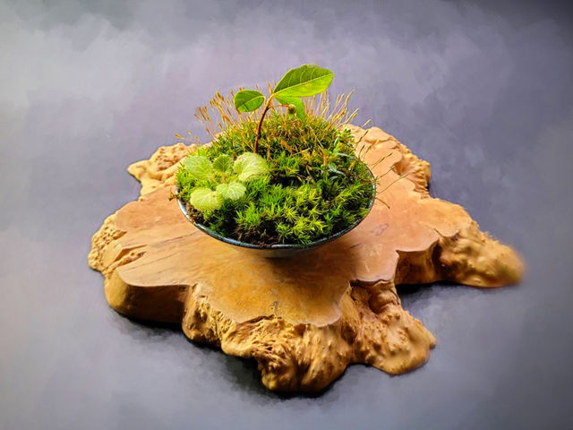 苔のさと