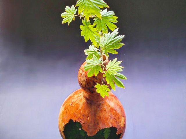 苔のさと
