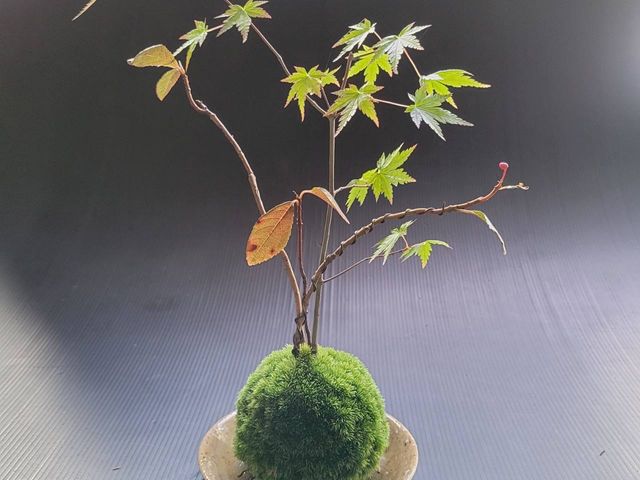 苔のさと
