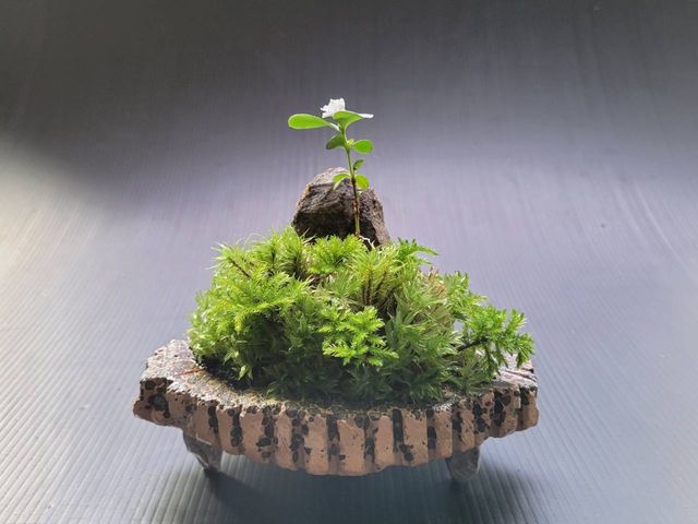 苔のさと