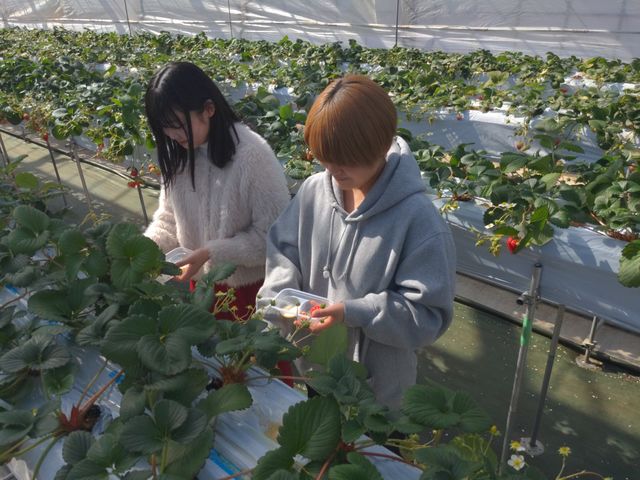 苺園 みのかも