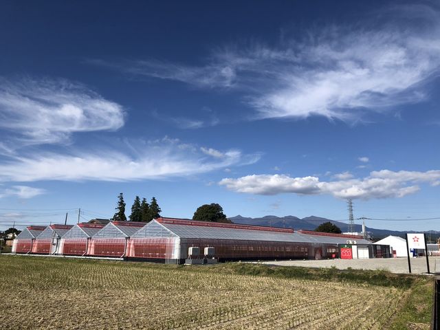 田園地域のいちご園♪_かがやきいちご園