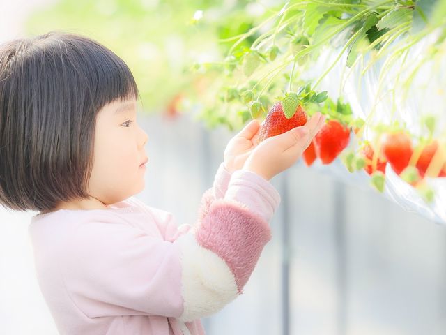 いちごはやさしくね♪_かがやきいちご園