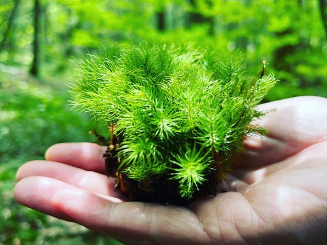 ヒノキゴケに癒される_日本苔アート協会