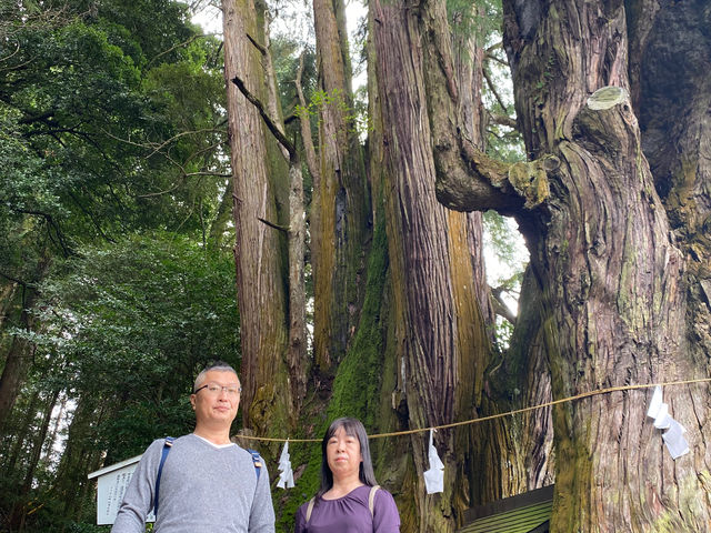 天然記念物の児持杉_sherpa