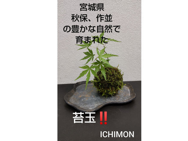 ICHIMON
