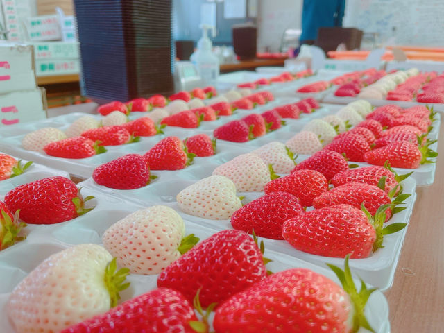 せんちゃんのいちご農園