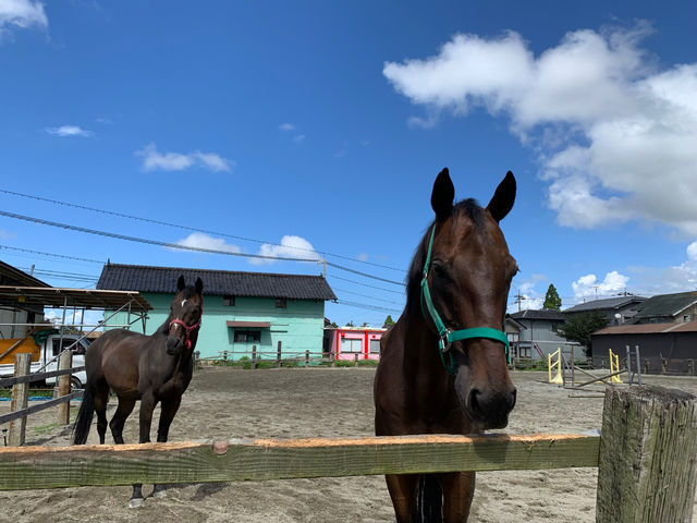 シャイニングステーブル