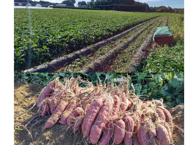 野菜ソムリエ農家「のはら」