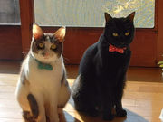 猫と過ごせる古民家カフェ そらまめの家の写真3