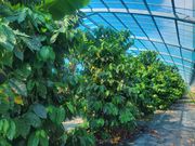 糸満市観光農園の写真3