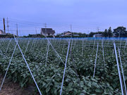 たっくんfarmの写真2