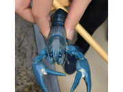 リオ カヌーの写真4