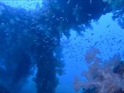 Dive-Yuzzuの写真2