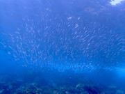 Dive-Yuzzuの写真3