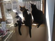 保護猫カフェ チャチャの写真4