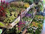 Biflam(ビフラム)の写真2