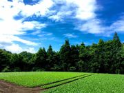 後藤農園の写真2